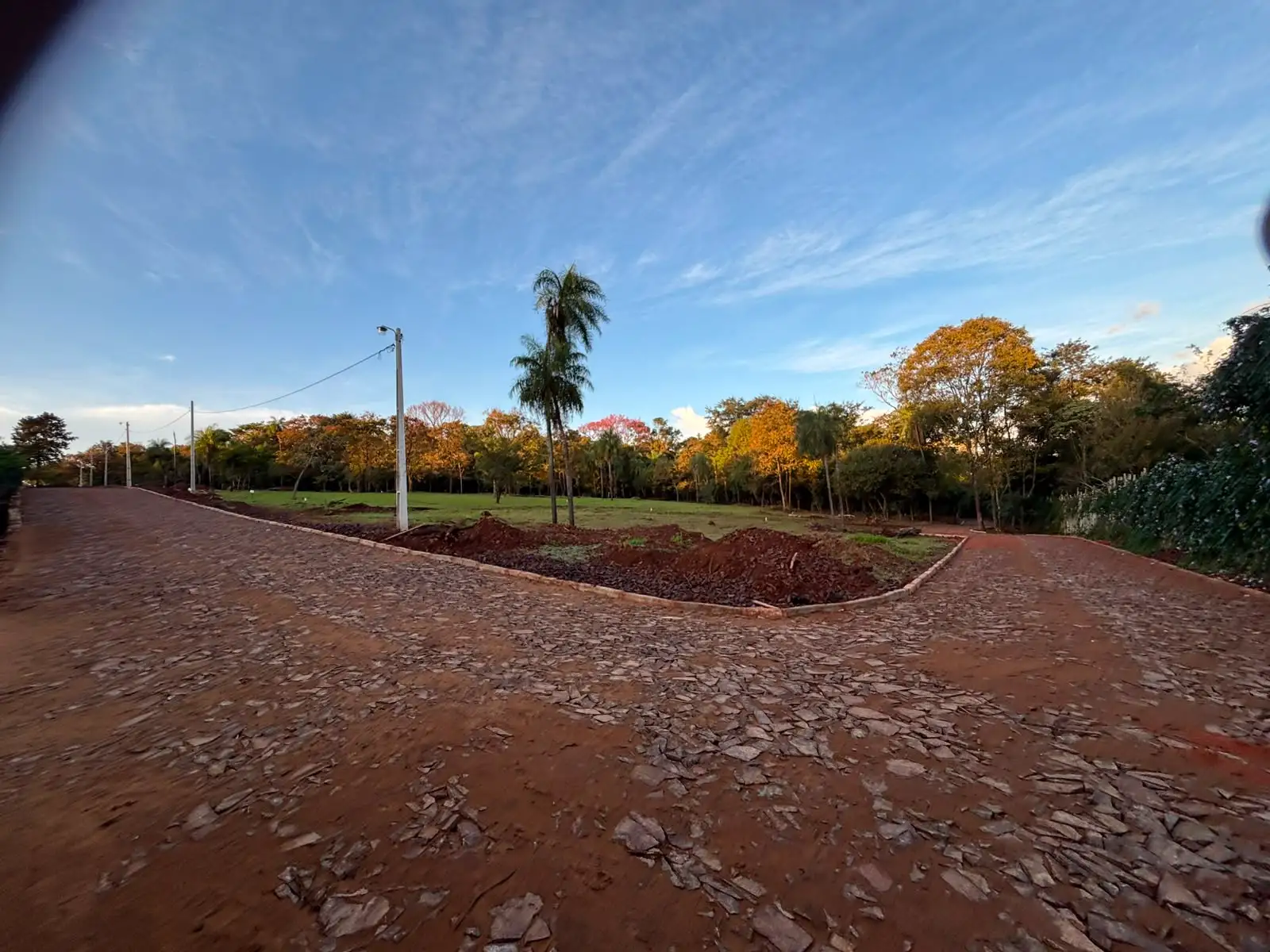 Vista de un bosque frondoso